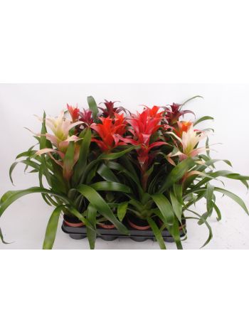 GUZMANIA MIX