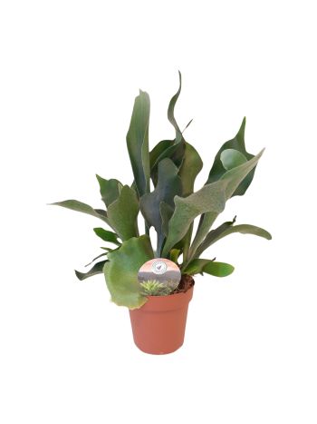 PLATYC BIFURCATUM
