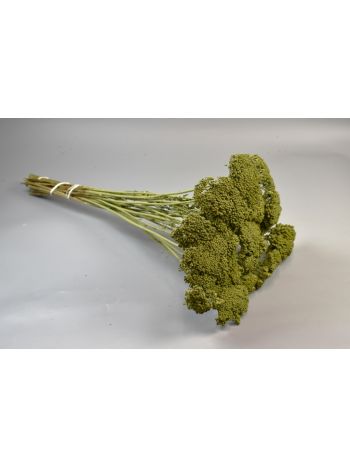Achillea falfestékes olíva