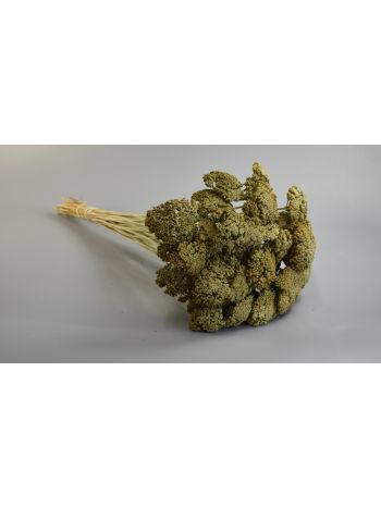 Achillea prep. hamvas mohazöld