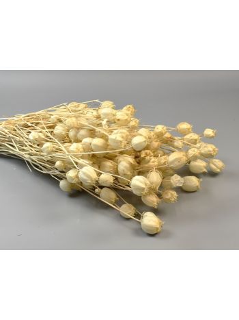 Nigella damascena 100g fehérített