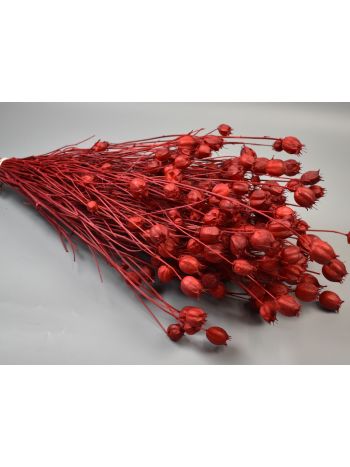 Nigella damascena 100g piros
