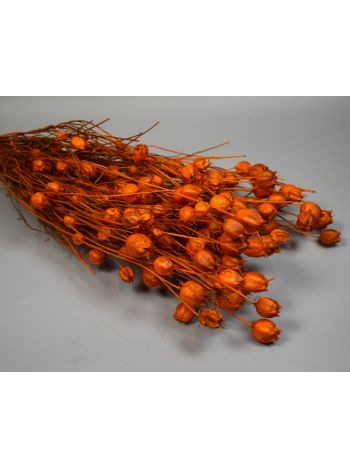 Nigella damascena 100g narancs