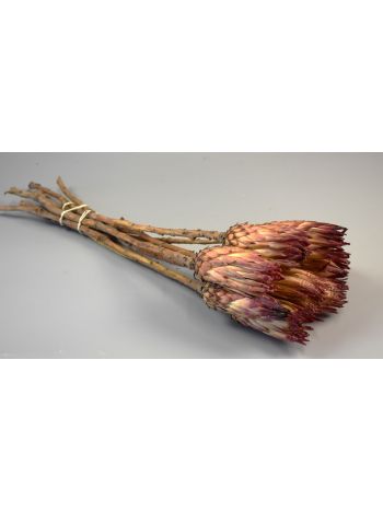 Protea obtusifolia natúr
