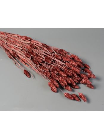Fénymag 100g hamvas piros