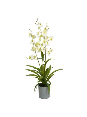 Selyemvirág orchidea 3 ágú. Oncidium. kaspóban műanyag 70 cm fehér. zöld