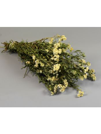 Achillea ptarmica Kenyérbél cickafark