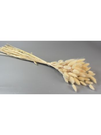 Lagurus 50g fehérített