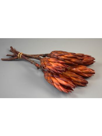 Protea piros II. oszt. natúr