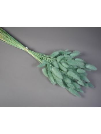 Lagurus 50g feh.aqua