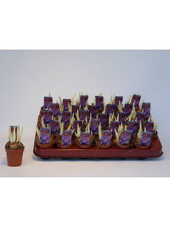 ZZ CROCUS MINI TRICOLOR