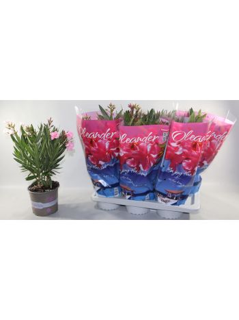 NERIUM OLEANDER