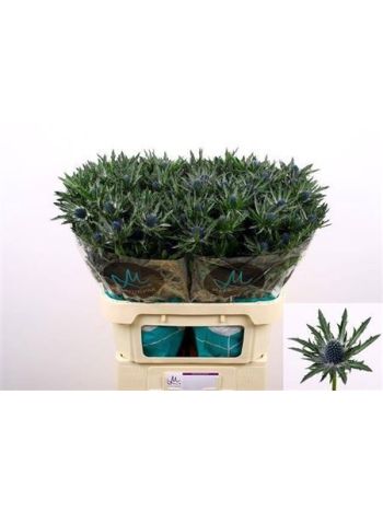 ERYN ORION QSTAR 60CM