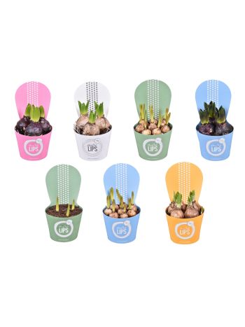 ZZ HAGYMÁS MIX MORE LIPS