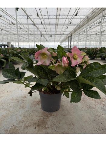 HELLEBORUS PINK PRINCESS