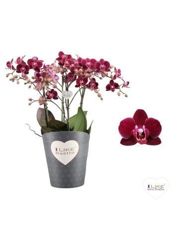 PHAL DUETTO MULTI 5ÁG
