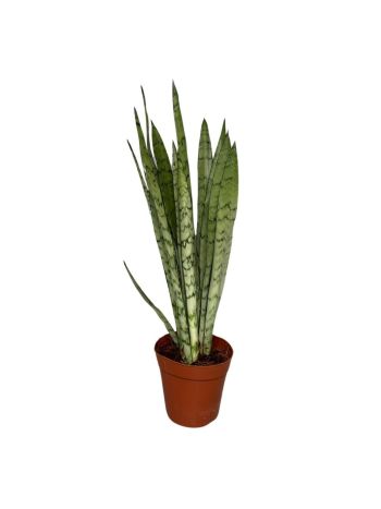 SANSEVIERIA SILVER PRINCES