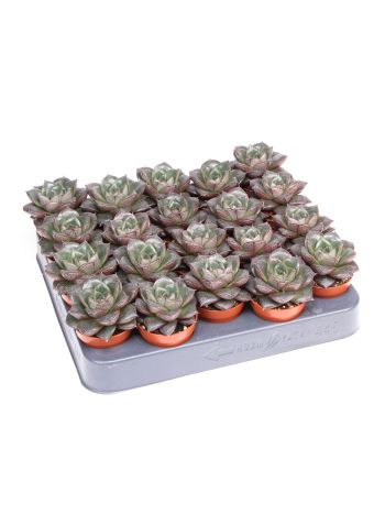 ECHEVERIA PURPUSORUM