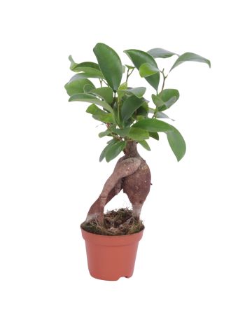 FICUS M GINSENG