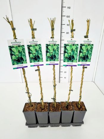 ARISTOLOCHIA MACROPHYLLA