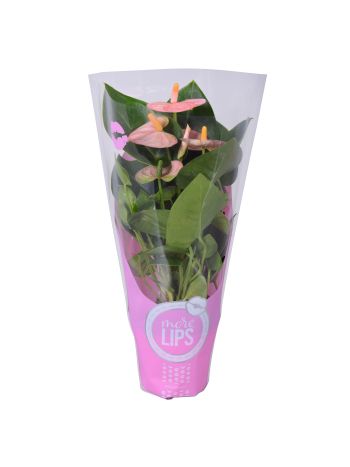 ZZ ANTH SPIRIT JUST PERFECT