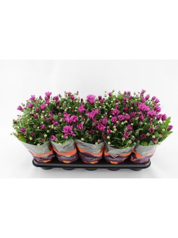CHRYS JACKSON PURPLE
