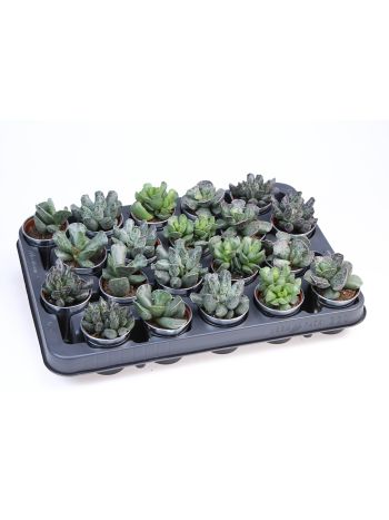 ADROMISCHUS MIX ZINK KASPÓS