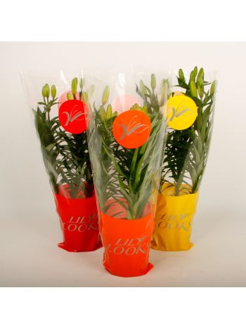 ZZ LIL LILY LOOKS MIX