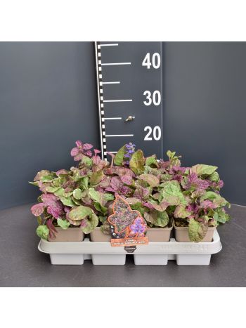 AJUGA REPTANS BURGUNDY GLOW