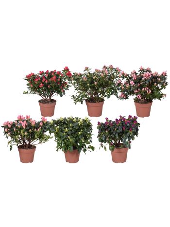 RHODO SI GEM