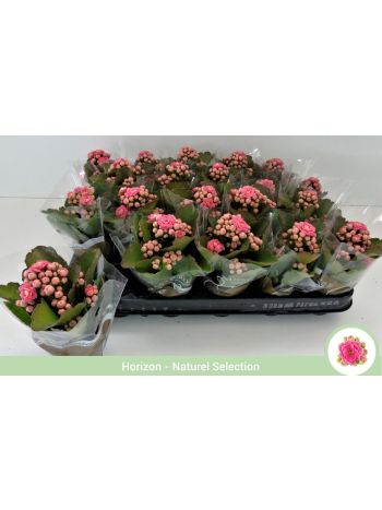 KAL ROSALIE PINK