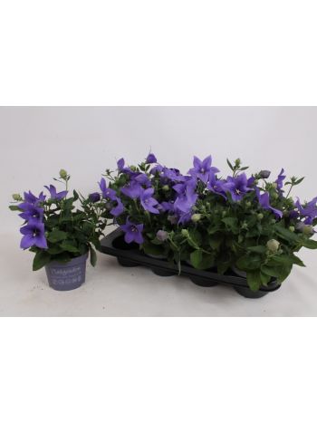 PLATYCO GR ASTRA BLU