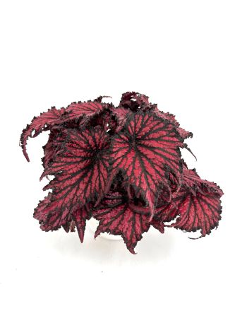 BEG REX BLACK AND RED