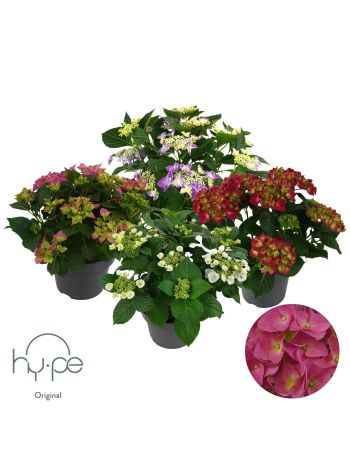 HYDR M LACECUP MIX