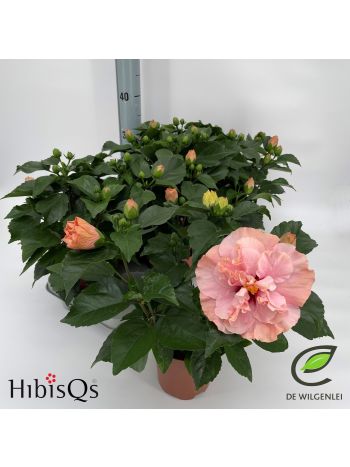 HIBIS ADONICUS DUBBLE ROSE