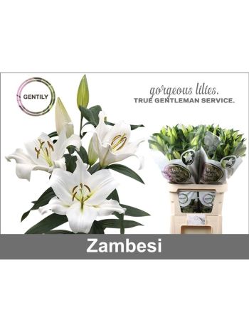 LI OT ZAMBESI