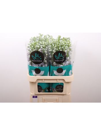 DELPH DU TR LAVENDE 80CM