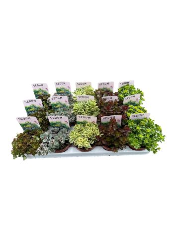 SEDUM MIX
