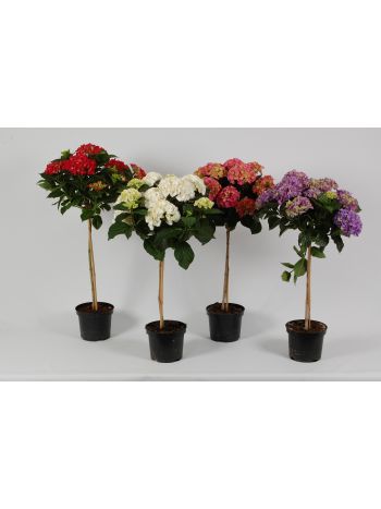 ZZ HYDR MIX TÖRZSES