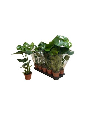 MONSTERA DELICIOSA