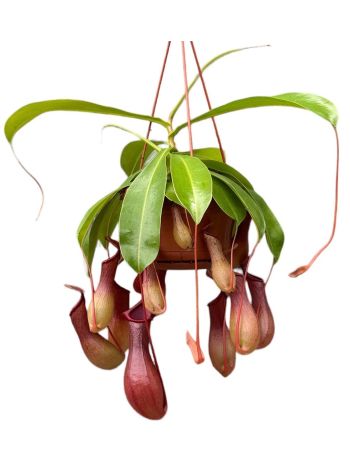 NEPENT MONKEY JARS ALATA