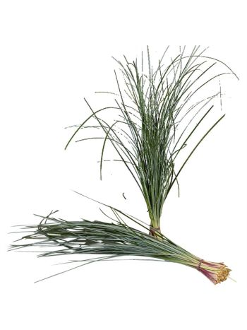 ZO BEREGRAS