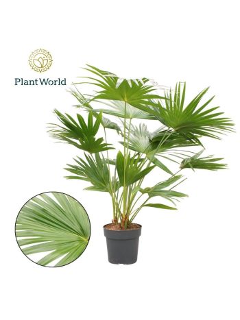 LIVISTONA ROTUNDIFOLIA