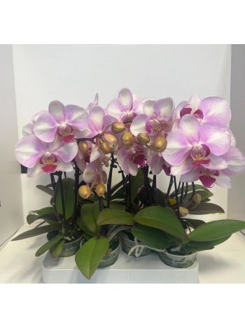 PHAL MINI DIVA