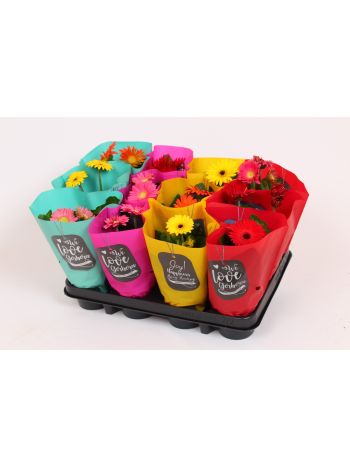 ZZ GERBERA MIX