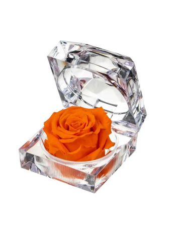 ZZ A TART&Oacute;SR&Oacute;ZSA JEWEL ORA02