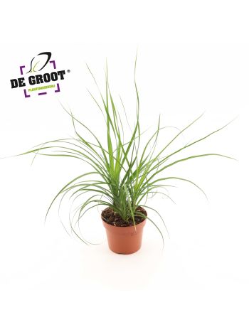 NOLINA (BEAUCARNEA)