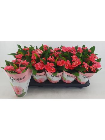 EUPHORBIA MILII CHARLOTTE