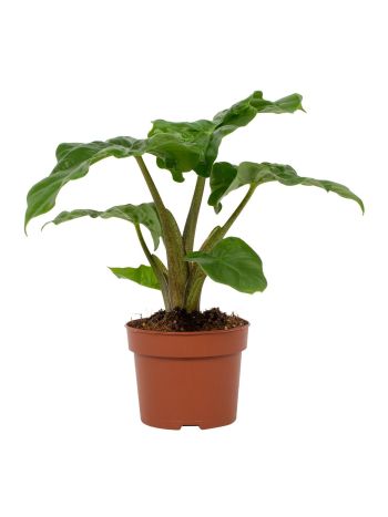 ALOCASIA LOW RIDER 12CM
