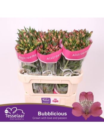 ALSTR BUBBLICIOUS
